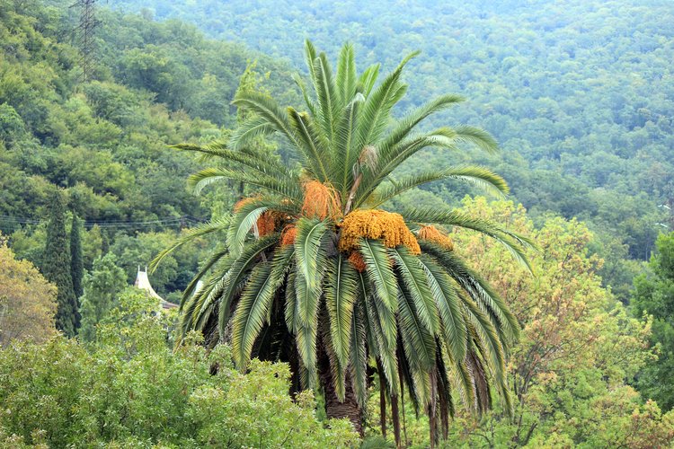Субтропическая растительность в Гагре