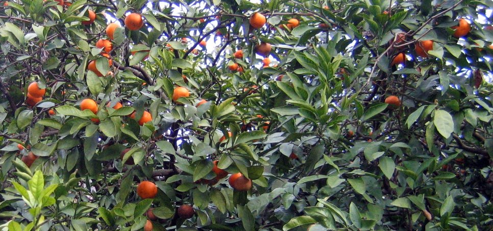 Абхазские мандарины на дереве